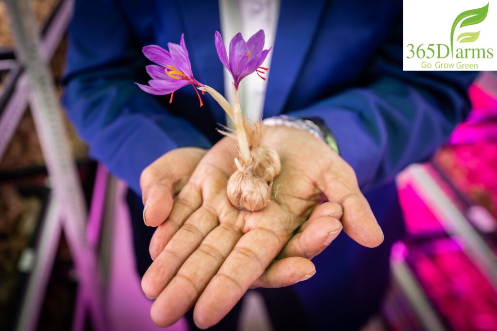 Regular Saffron Bulbs Wholesale Price Regular Saffron Bulbs Wholesale