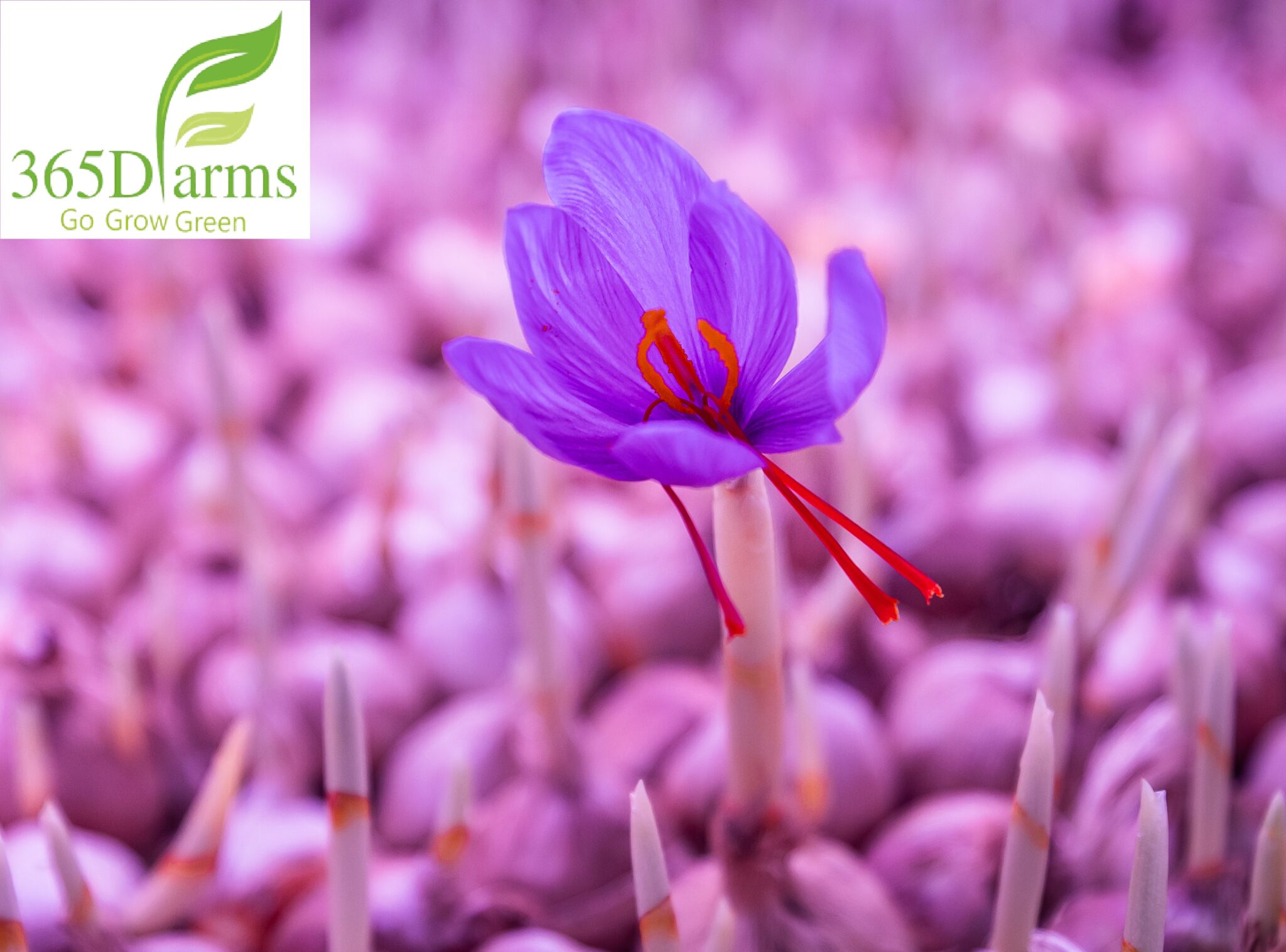 Regular Saffron Bulbs Wholesale Price Regular Saffron Bulbs Wholesale
