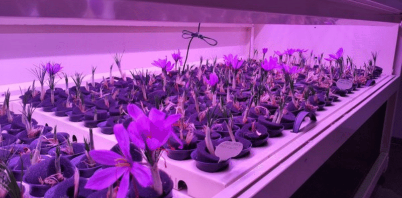 The Advantages of Hydroponic Farming: Why It’s the Future of Agriculture