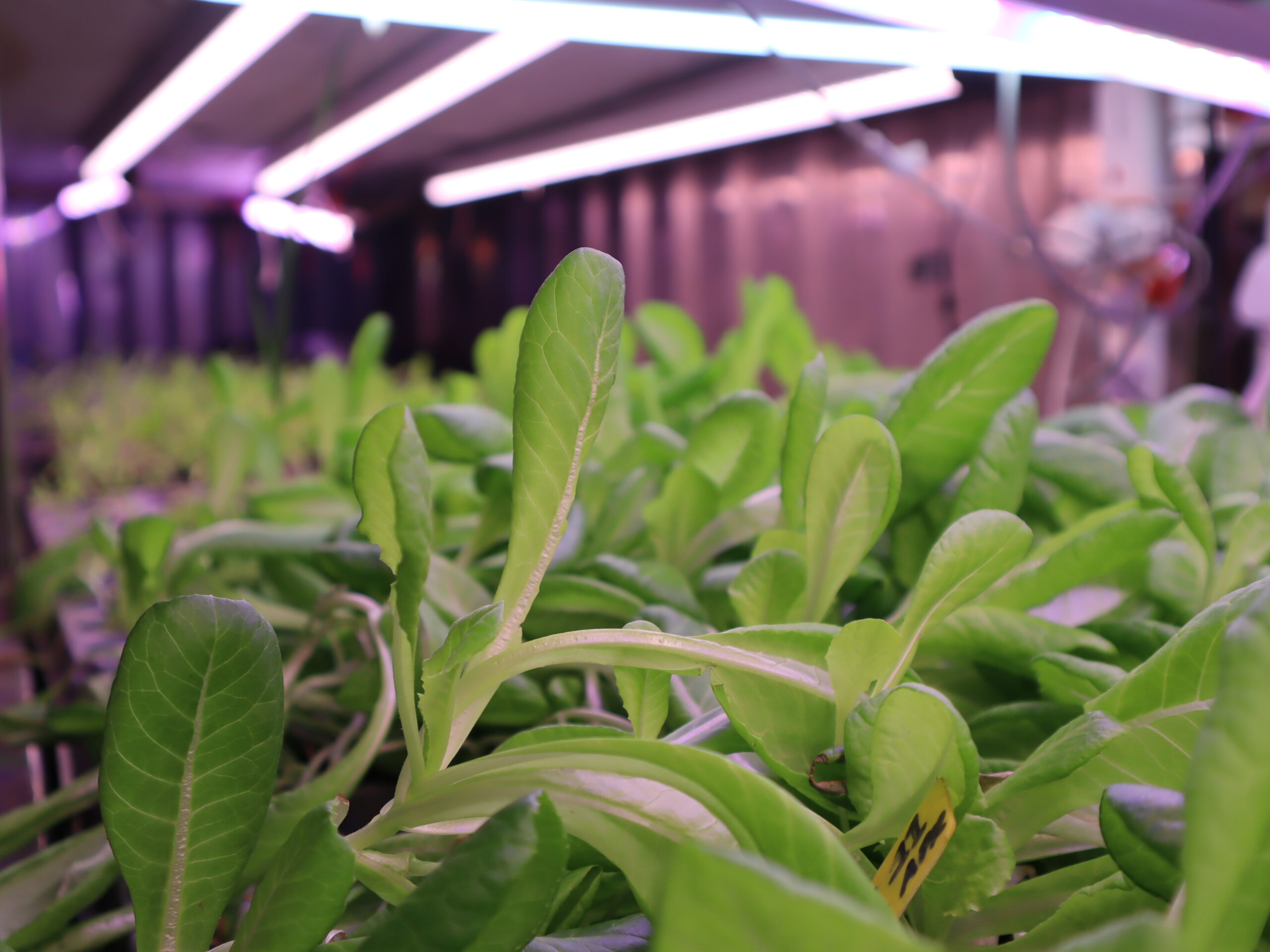 Getting Started with Hydroponics: A Beginner’s Guide