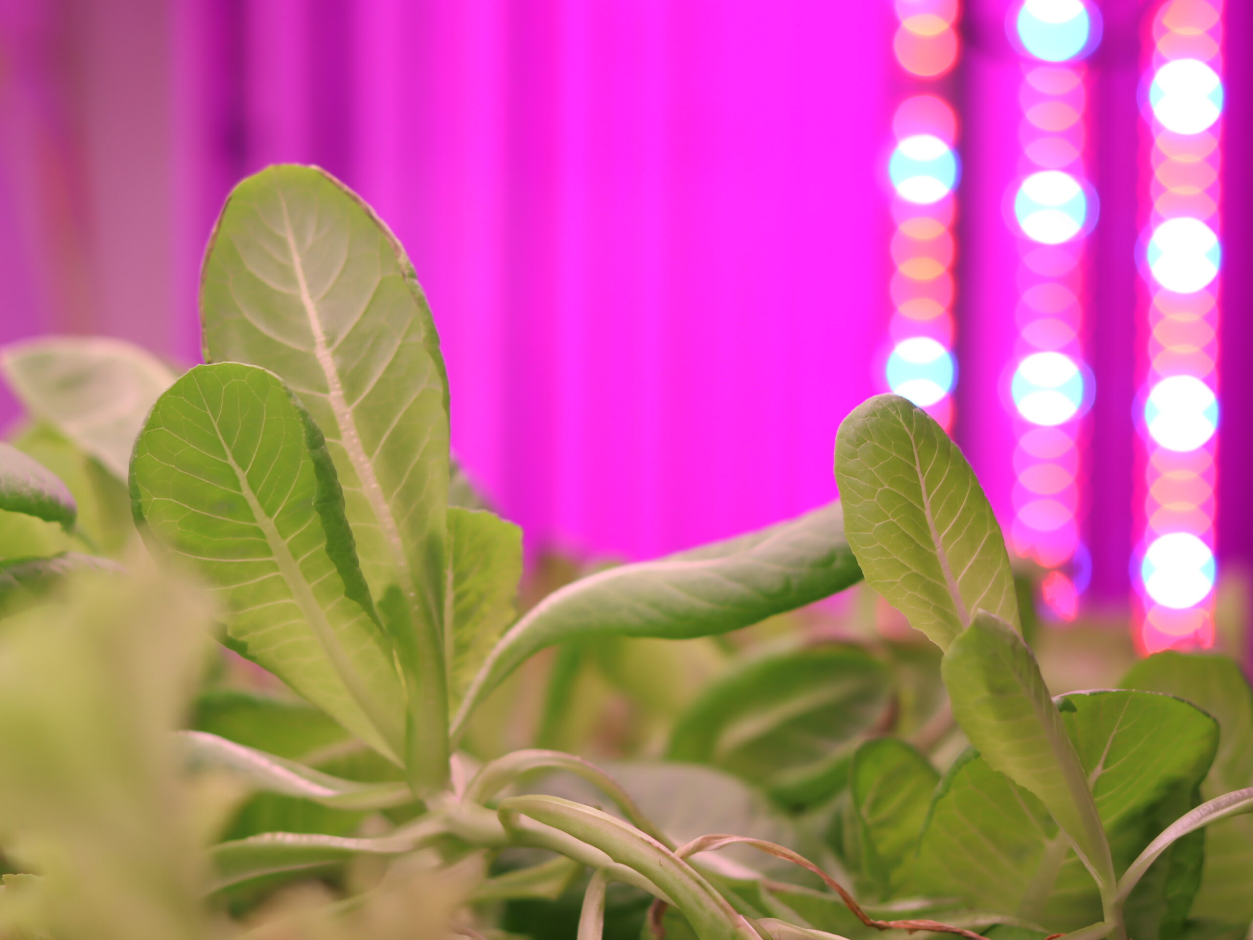 The Role of Lighting in Hydroponics: A Comprehensive Guide