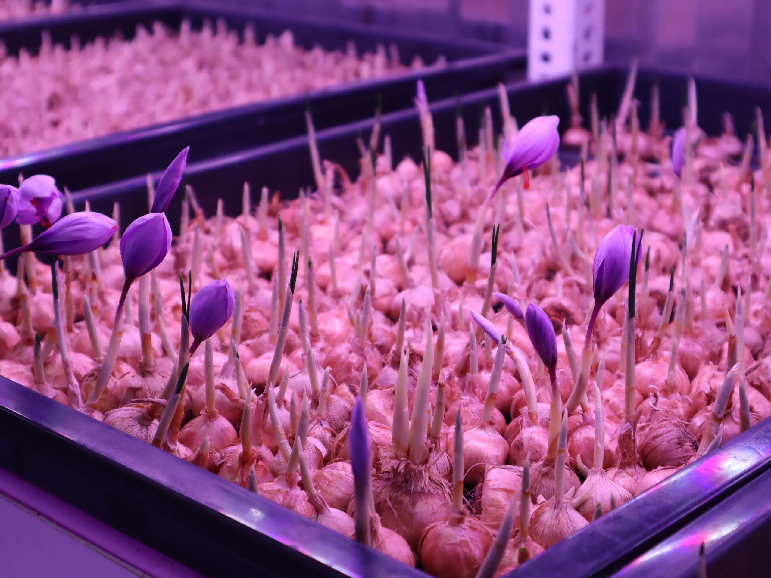 Sustainable Spice: How Hydroponic Saffron Farming Redefines Agricultural Practices