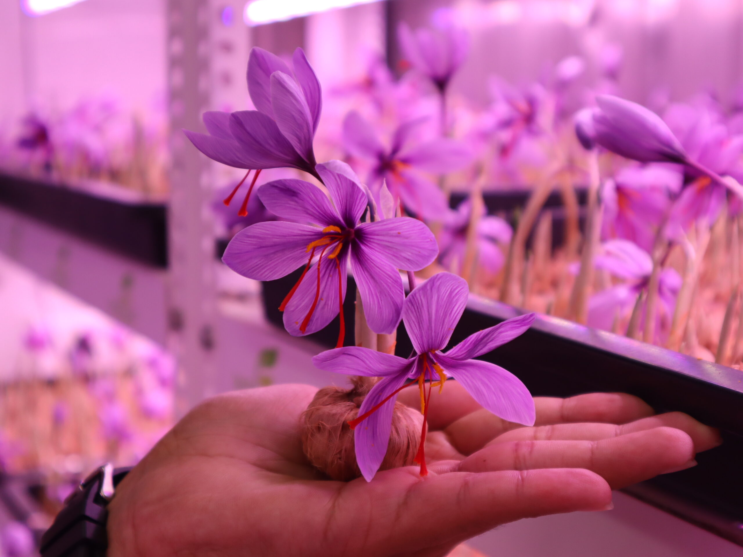 Hydroponic Saffron Cultivation Techniques
