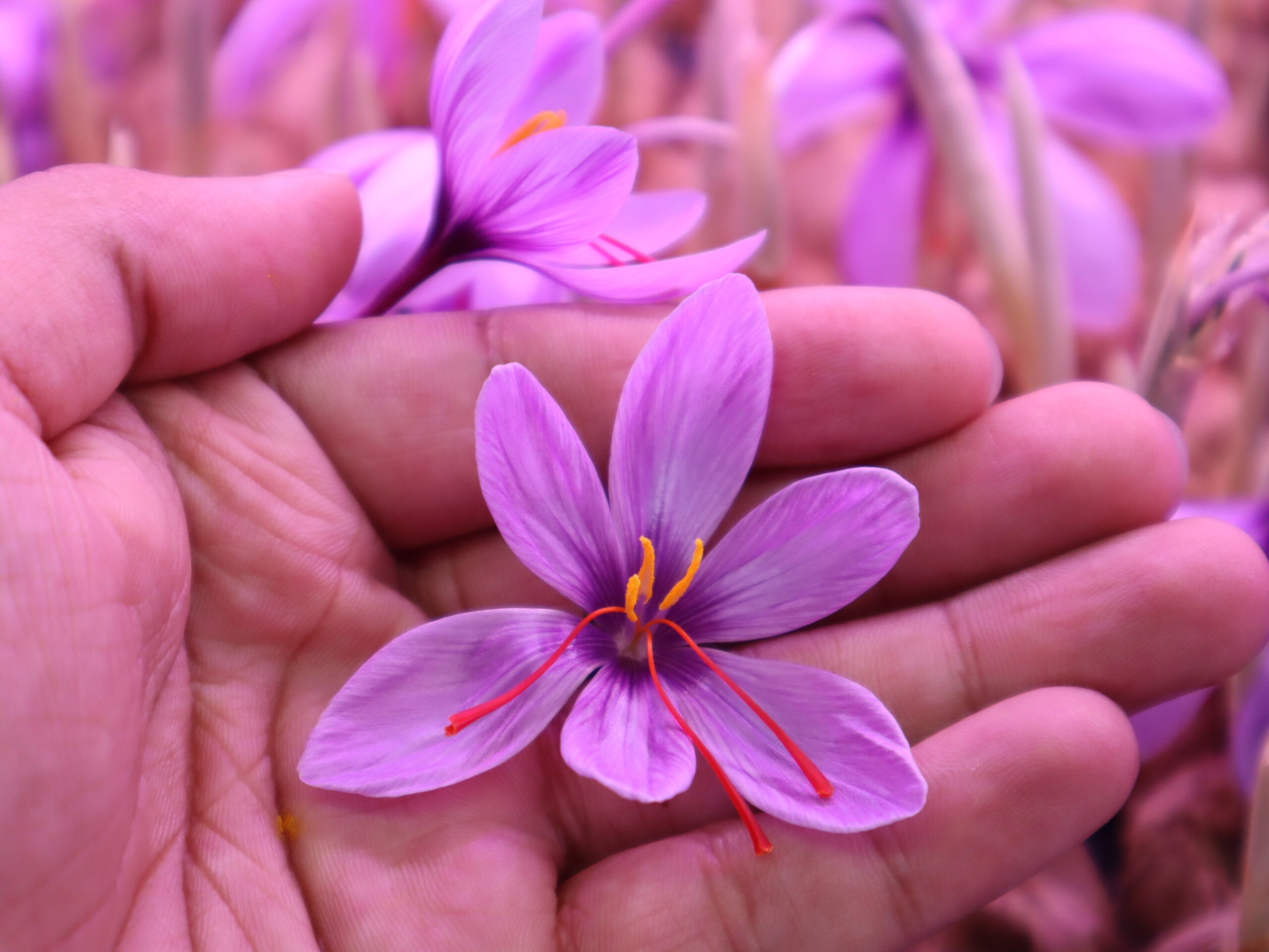 Growing Saffron Without Soil: A Beginner’s Guide to Hydroponic Saffron Farming