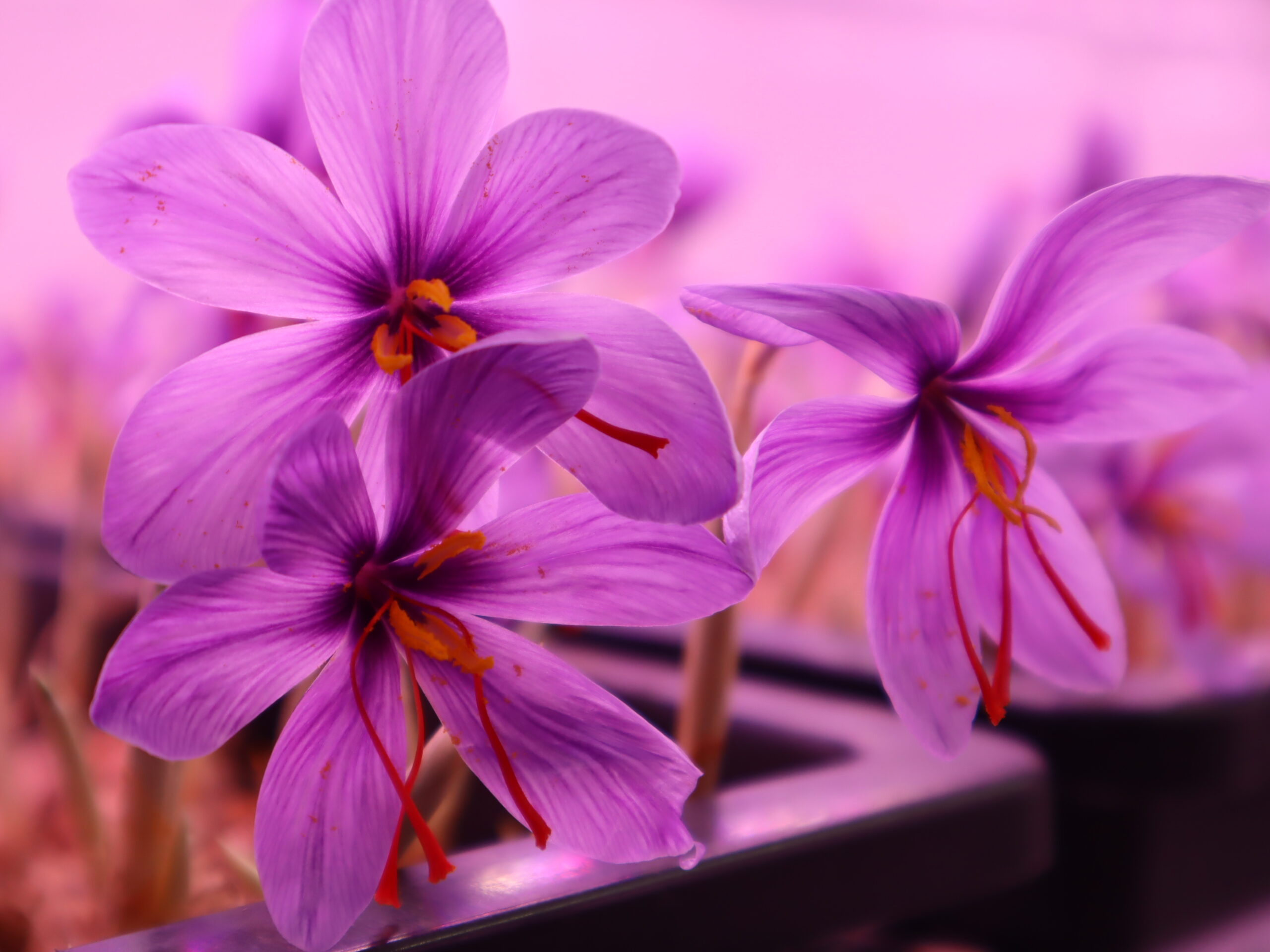From Soil to Solution: Exploring the Benefits of Saffron Hydroponic Farming